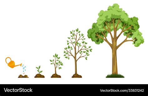 Stages Growth Tree From Seed Watering Royalty Free Vector