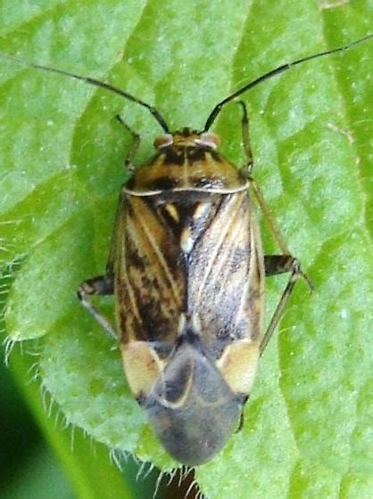 Lygus Bug Lygus Lineolaris Bugguide Net