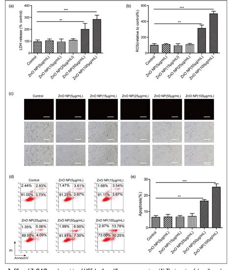 Figure 3 From Effect Of Nano Zinc Oxide On Proliferation And Toxicity