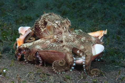 Amazing Underwater Creatures I Photographed While Diving In Indonesia ...