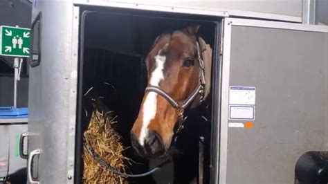 My Horse Gets Surgery Check In In The Clinic 1 Day Before Surgery