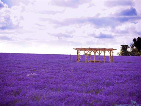 Lavender Fields France Wallpapers - Wallpaper Cave