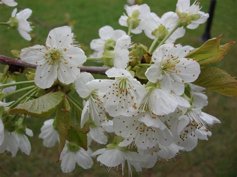 Wallpaper Trees Food Flowers Branch Fruit Cherry Blossom Flower