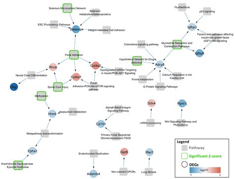 Gene Pathway Network For Differentially Expressed Genes Degs In Download Scientific Diagram