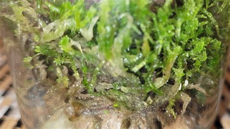 Живой мох сфагнум вырастила дома из сухого магазинного мха - YouTube