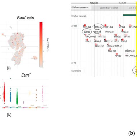 A Single Cell Rna Sequencing Co Localization And The Expression Download Scientific Diagram