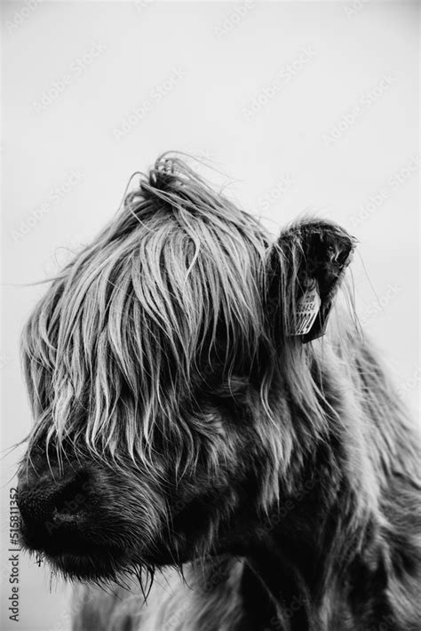 Color Variant Close Up Head Shot Portraits Of Beautiful Highland Cow With Furry Manes Covering