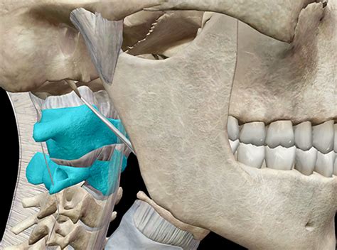 3D Skeletal System: Atlas, Axis, and the Atlanto-Axial Relationship