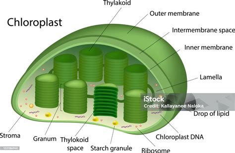 Structure Of Chloroplast Stock Illustration Download Image Now