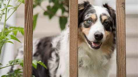 Australian Shepherd Grooming Styles Paws And Learn