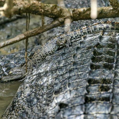 Crocodile, Crocodiles, Crocodylus porous , crocodilian , saltie ...