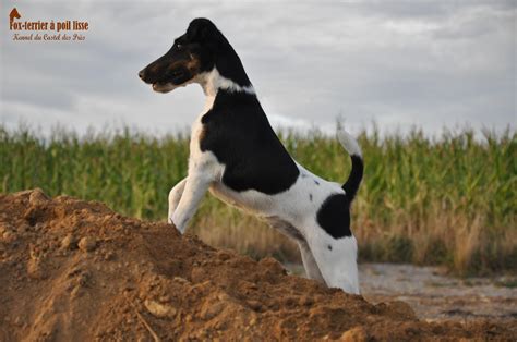 Chien Fox Terrier à Poil Lisse Caractéristiques Et Photos