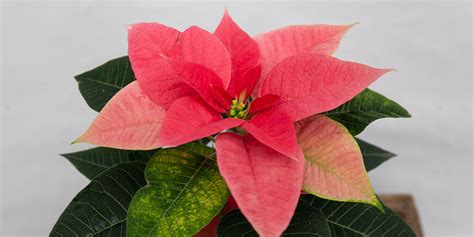 This Ain T Your Grandma S Poinsettia Collection 2020 Colour Varieties