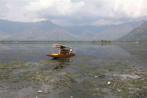 Kashmir Mass Fish Deaths Increase As Sewage Pollution Choke Lakes