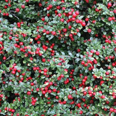 Bush with Red Berries - Seamless Texture with Normalmap | OpenGameArt.org