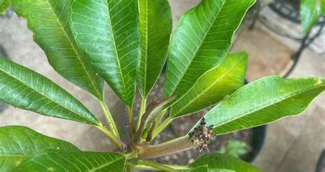 Curling Leaves On Plumeria Causes Cures And Prevention