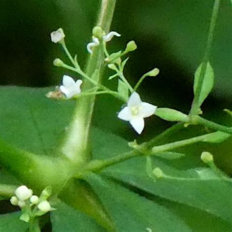 Wald Labkraut Galium Sylvaticum Aus Dem Online Herbarium Von Ursula Burri