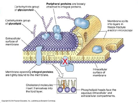 STRUKTUR DAN FUNGSI MEMBRAN PLASMA Biologi Sel 2010