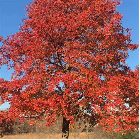 Black Gum Tree In Nursery