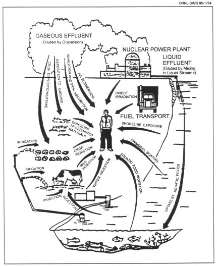 Exposure Pathway Diagram