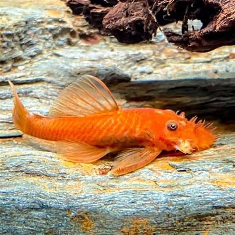 Super Red Bristlenose Pleco Planted Tank Mates