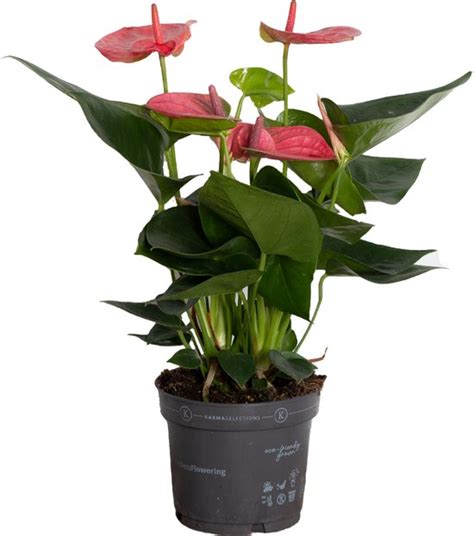 Kamerplant Van Botanicly Flamingoplant Hoogte Cm Anthurium Bol