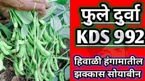 Fule Durva Soybean फुले दुर्वा सोयाबीन Deshachakanabaliraja