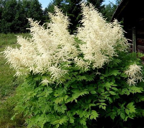 GOATSBEARD Aruncus Dioicus Tall Hardy Perennial Goat's | Etsy