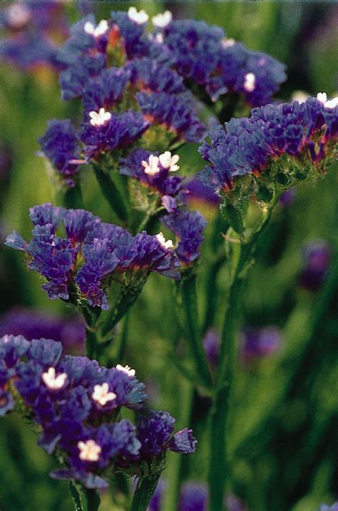 STATICE LIMONIUM Sinuatum QIS DARK BLUE Muller Seeds