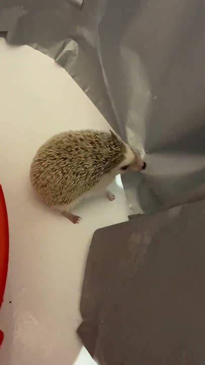 Так и живём. Малика и штора в ванной. Противостояние #ёжик #hedgehog ...