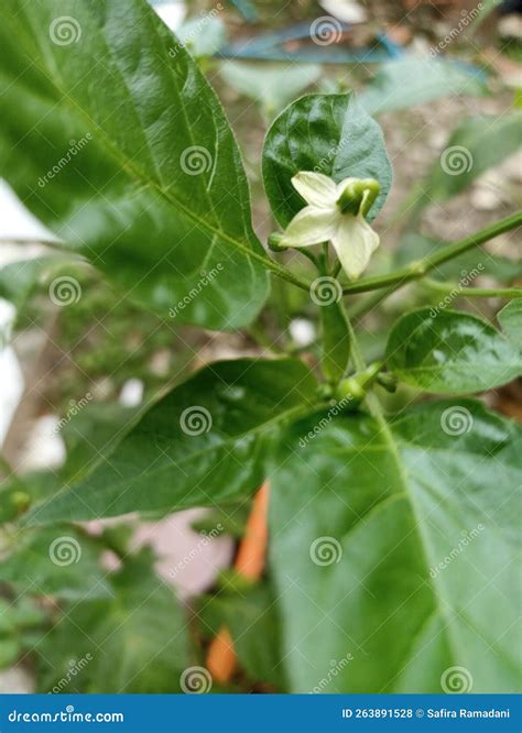 flower pepper 8