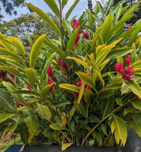 Alpinia Purpurata - Srikrishna Nursery