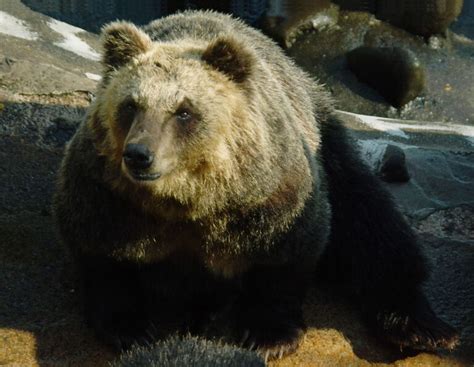 The Brown Bears Of Japan 10 Facts