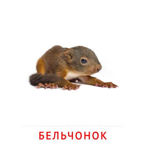 Карточки Домана на тему «Животные и их детеныши»