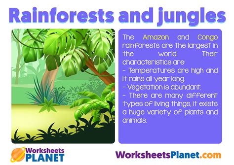 Rainforest And Jungle Ecosystem