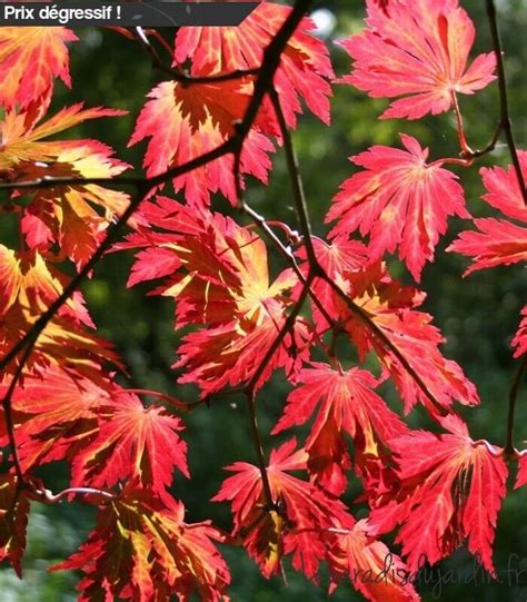 Erable Du Japon Acer Japonicum Aconitifolium Grand Sujet