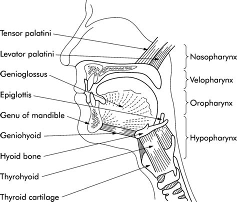 Upper Airway Anatomy Pic