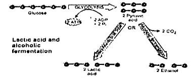 Give examples of anaerobic respiration | ClassNotes | Ace Your Exams