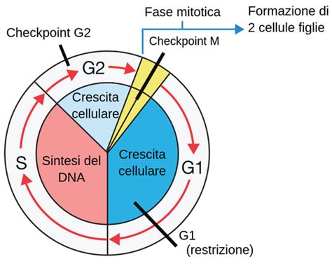 Checkpoint Del Ciclo Cellulare Labster Theory