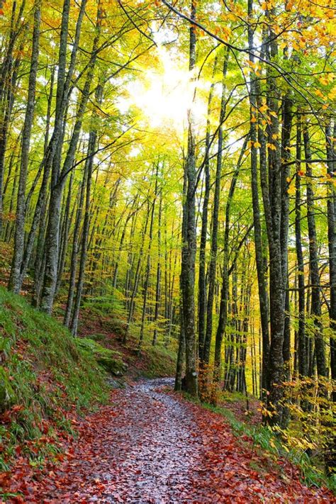 Camino Entre árboles Con Colores Otoñales En Los Bosques De Haya De