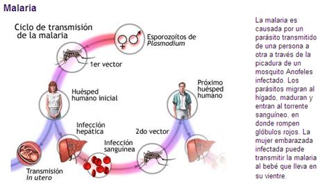 Malaria Y Plasmodium Ciclo De Transmisi N De La Malaria