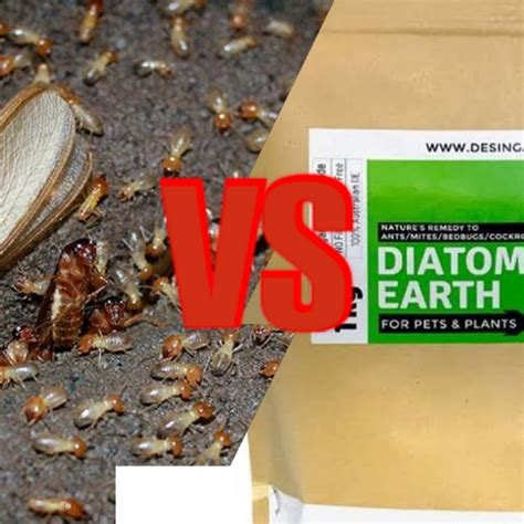 DIATOMACEOUS-EARTH-VS-WORLD - YouTube