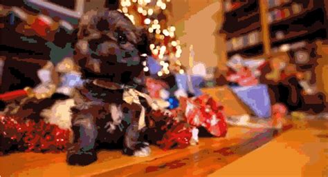 Puppies GIFs - Find & Share on GIPHY