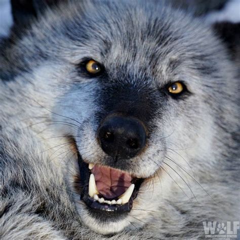 Wolf Conservation Center 🐺 on X | Wolf conservation center, Dog expressions, Wolf dog