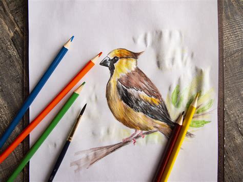 Best And Easy Drawing With Pencil Colour - pic-potatos