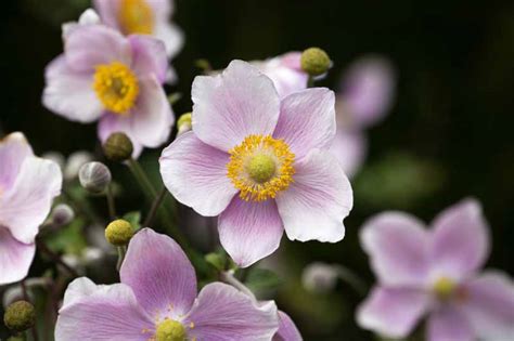 How To Grow And Care For Japanese Anemone Flowers