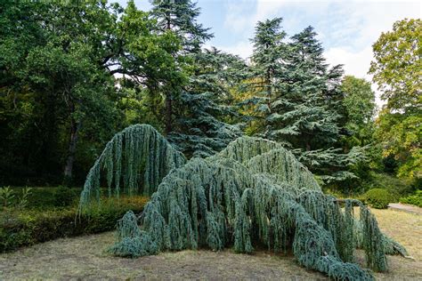 Weeping blue atlas cedar - auditserre