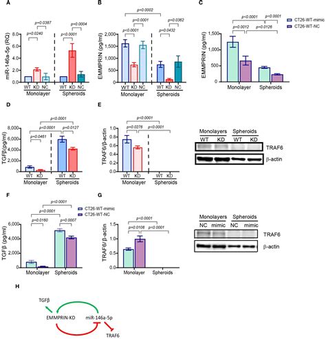 Frontiers Emmprin Promotes Spheroid Organization And Metastatic