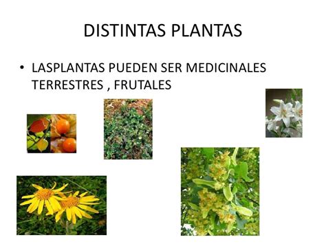 Las plantas y seres vivos Claudia Justo