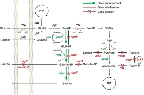 基于模型的大肠杆菌动态代谢调控实现n 乙酰氨糖的高效合成 生物系统与生物加工工程研究室